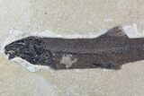 Notogoneus Fossil Fish (Scarce Species) - Wyoming #107874-2